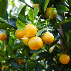 Producto Virginia y Armando Mercados