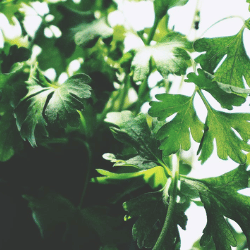 Producto Virginia y Armando Mercados