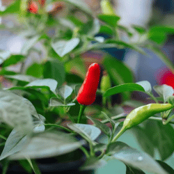 Producto Virginia y Armando Mercados