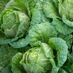 Producto Virginia y Armando Mercados